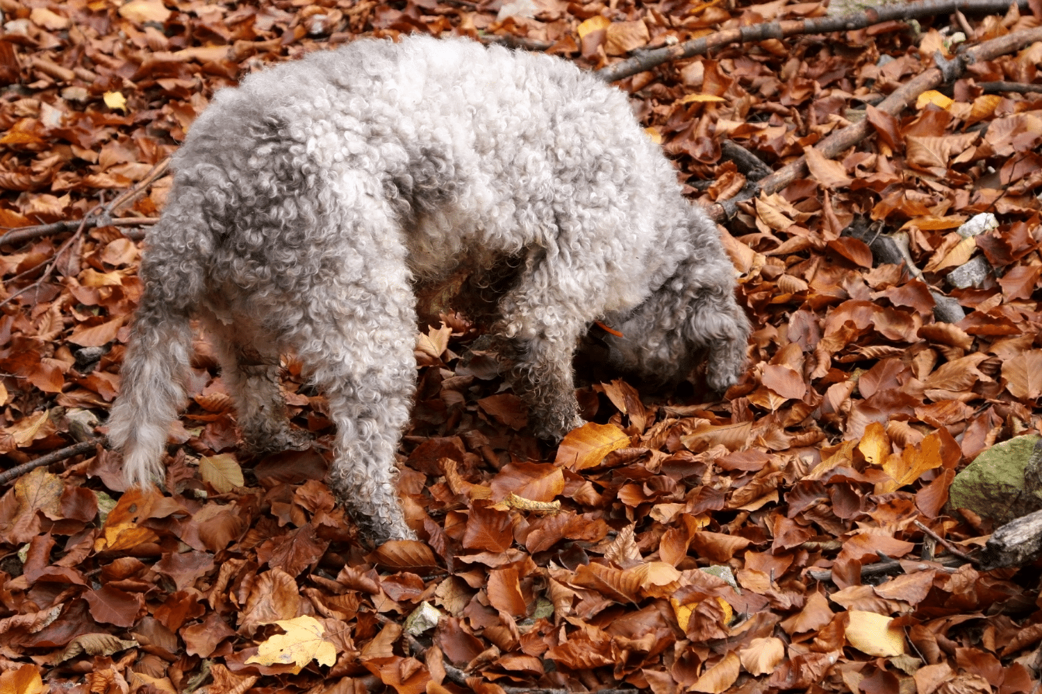 Come addestrare un cane per la cerca del tartufo - Emporio Qualità - il  Tartufo Bianco d'Alba e l'Enogastronomia di Langa più preziosa